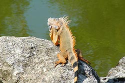 Cozumel Country Club